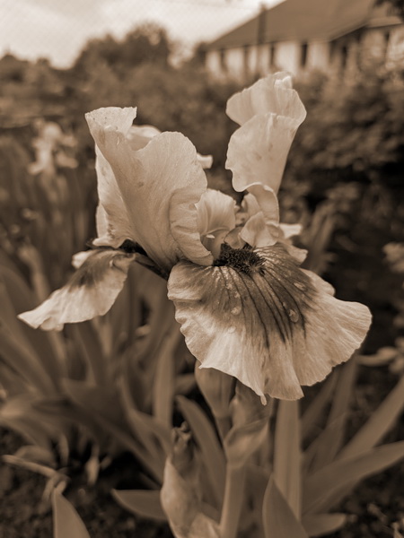 Louise Gluck The wild iris