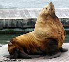 Сивуч, тюлень заполярный