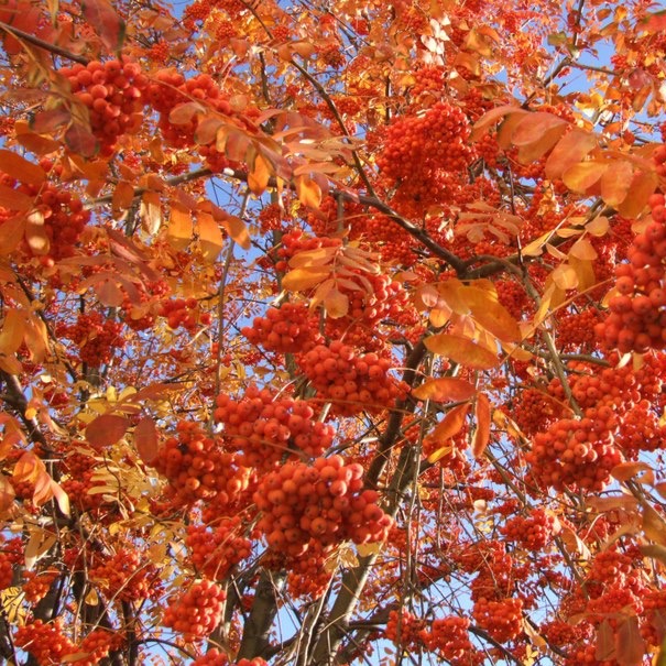 Кружит прощаясь листопад