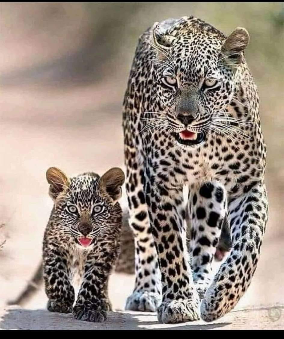 Из цикла Медведь ищет ПА РОЧ КУ 60