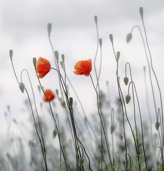 Обычные девочки... мальчики...