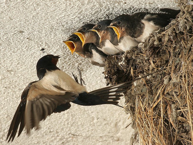 Трудяги-строители