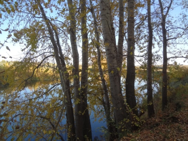 Осень вновь пришла