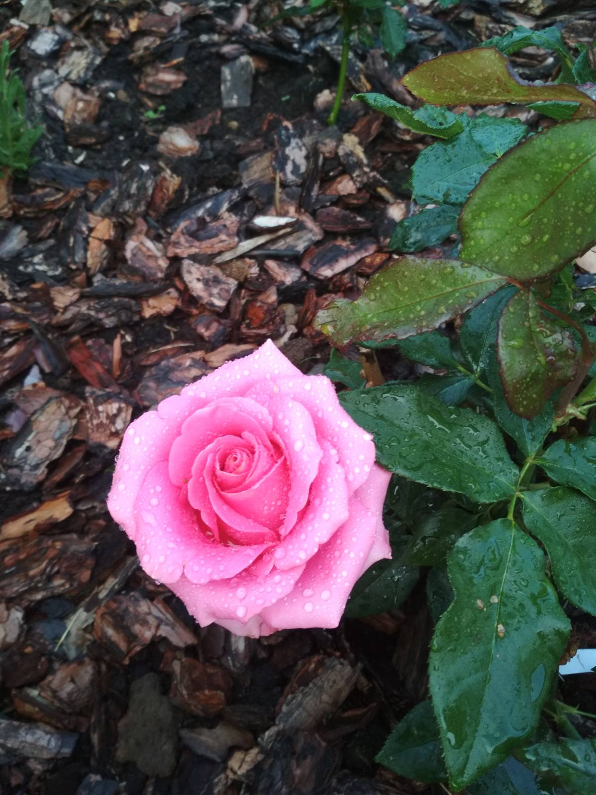 Ах, розовый!