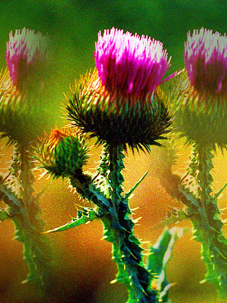 Украинский Гарик 788