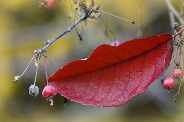 Я танцевала