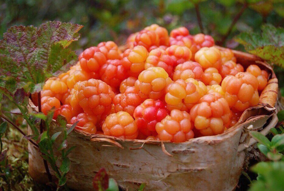 Солнечная ягода морошка