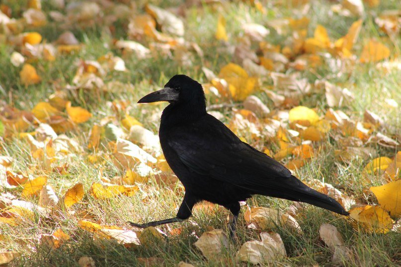Заглянули грачи к нам во двор