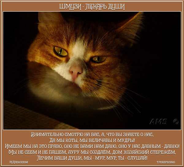 Шмузи - лекарь