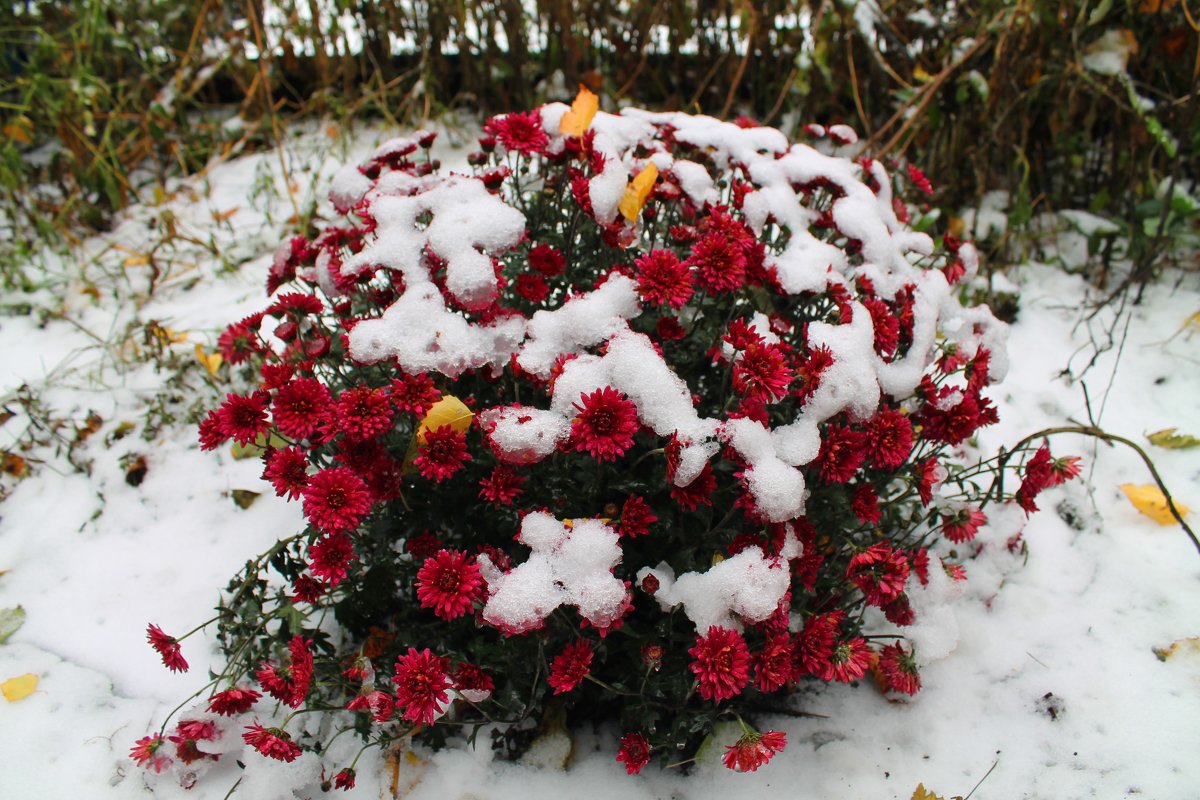 Картинки цветов в снегу. Зимние цветы. Цветы в снегу. Красивые зимние цветы. Зимняя клумба.
