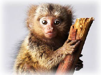 Игрунка. Алфавит детский. Буква И