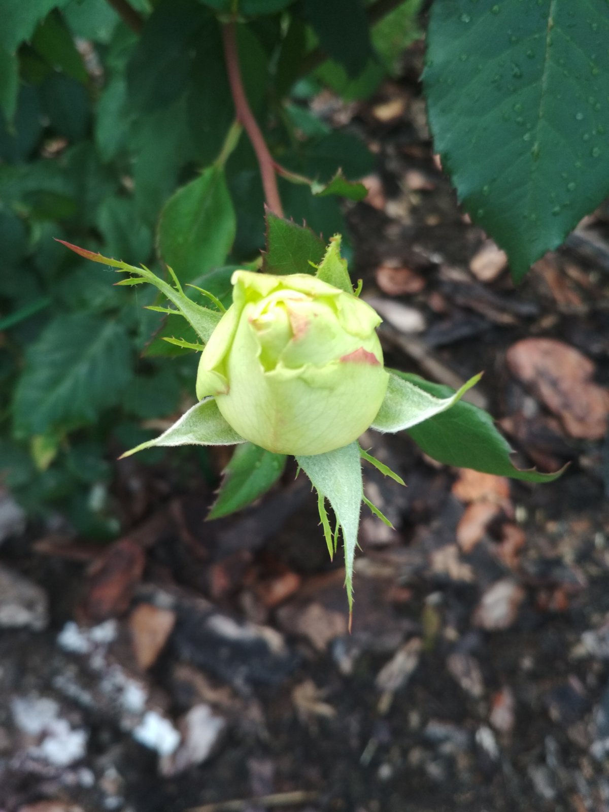 Зелёный - цвет весны и лета...