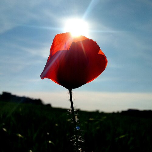 Собираю счастье по крупинкам