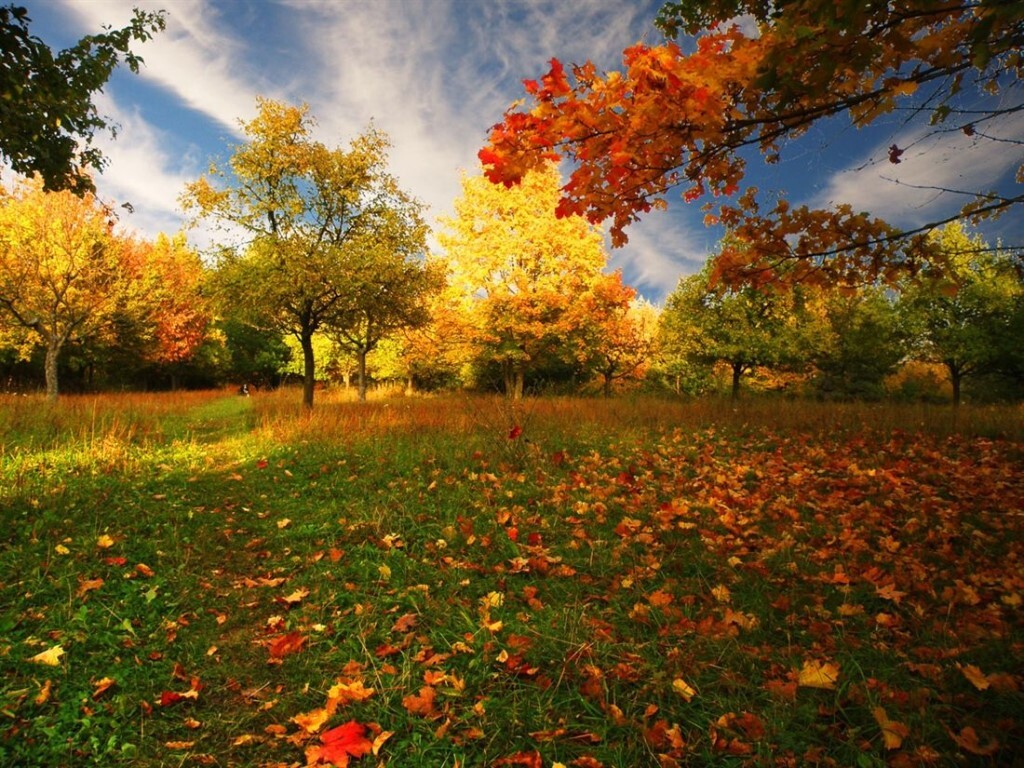 Куз н. Осенний листопад. Осень листопад. Осень сентябрь. Красивый листопад.
