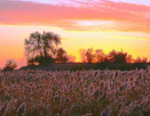 Расскажи мне, камыш!