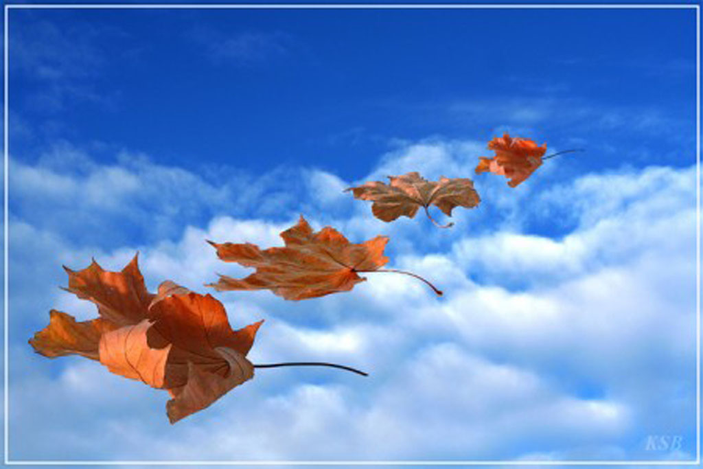 Улетели теплые дни. Осенние листья. Лист на ветру. Листья летят. Улетели листья.
