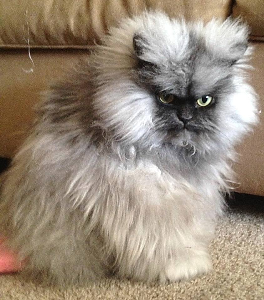 Пекинес кот