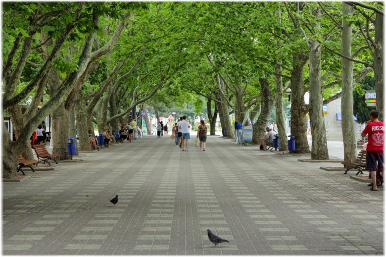 Платаны, платаны, платаны