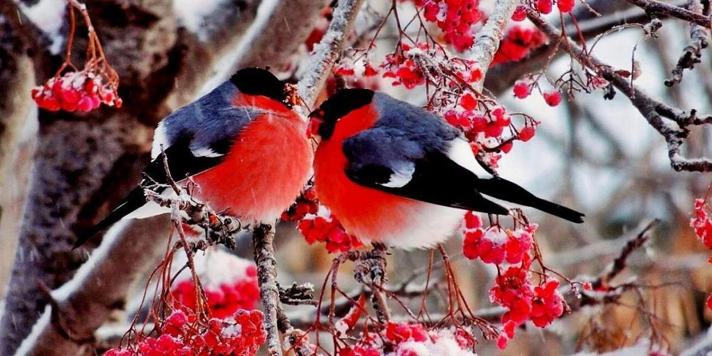 Птицы пламенной зари