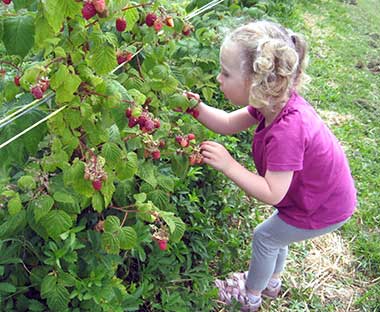 Сладкая соседская малина