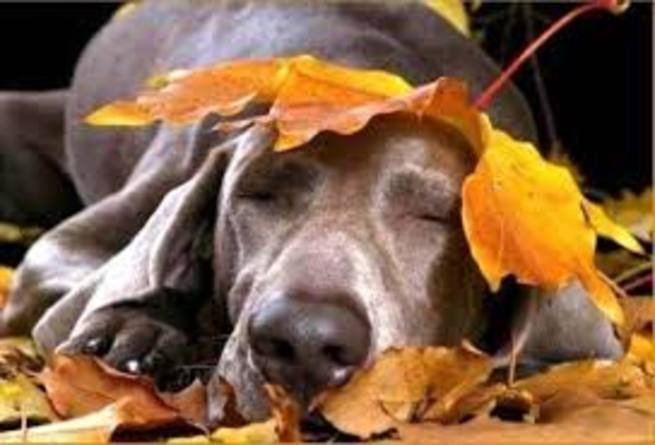 Горемыки-горемысли