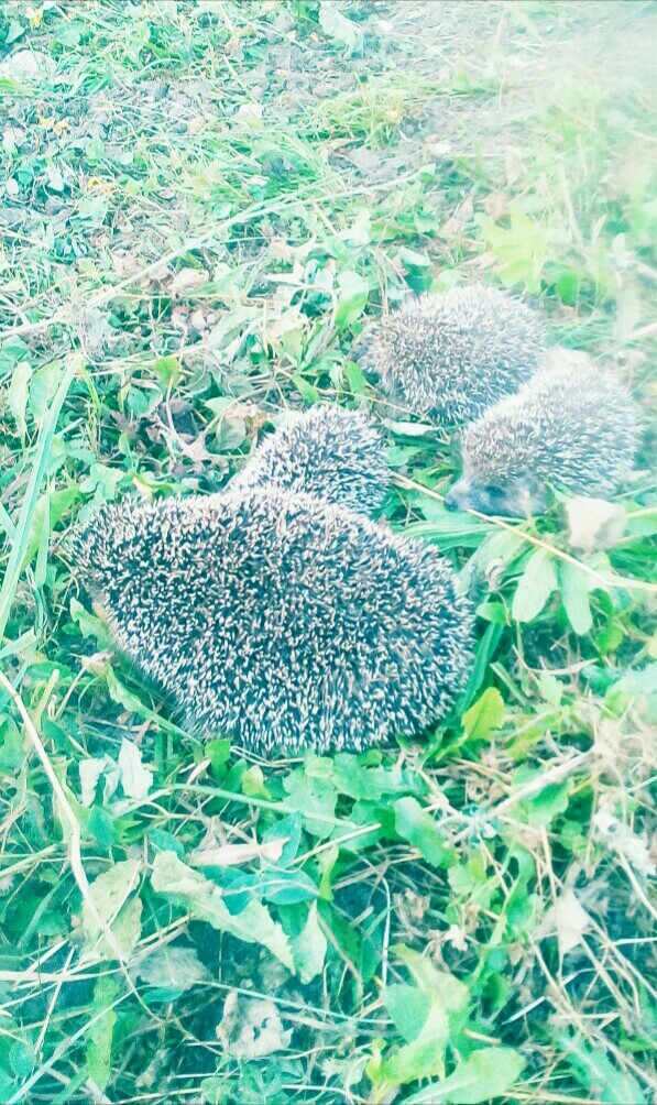 Цикл для Выхода из-под контроля