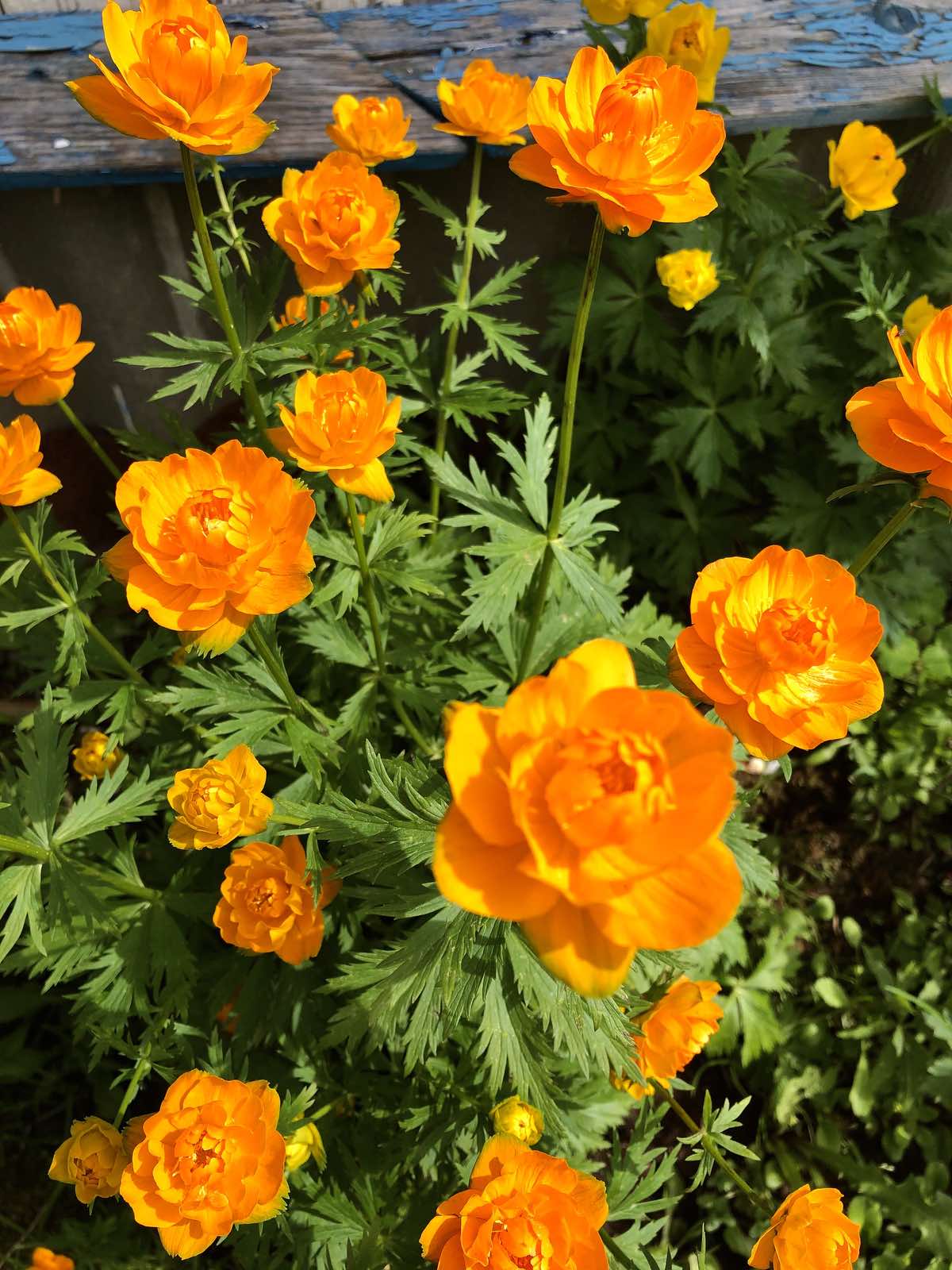 Оранжевый - цвет настроения...