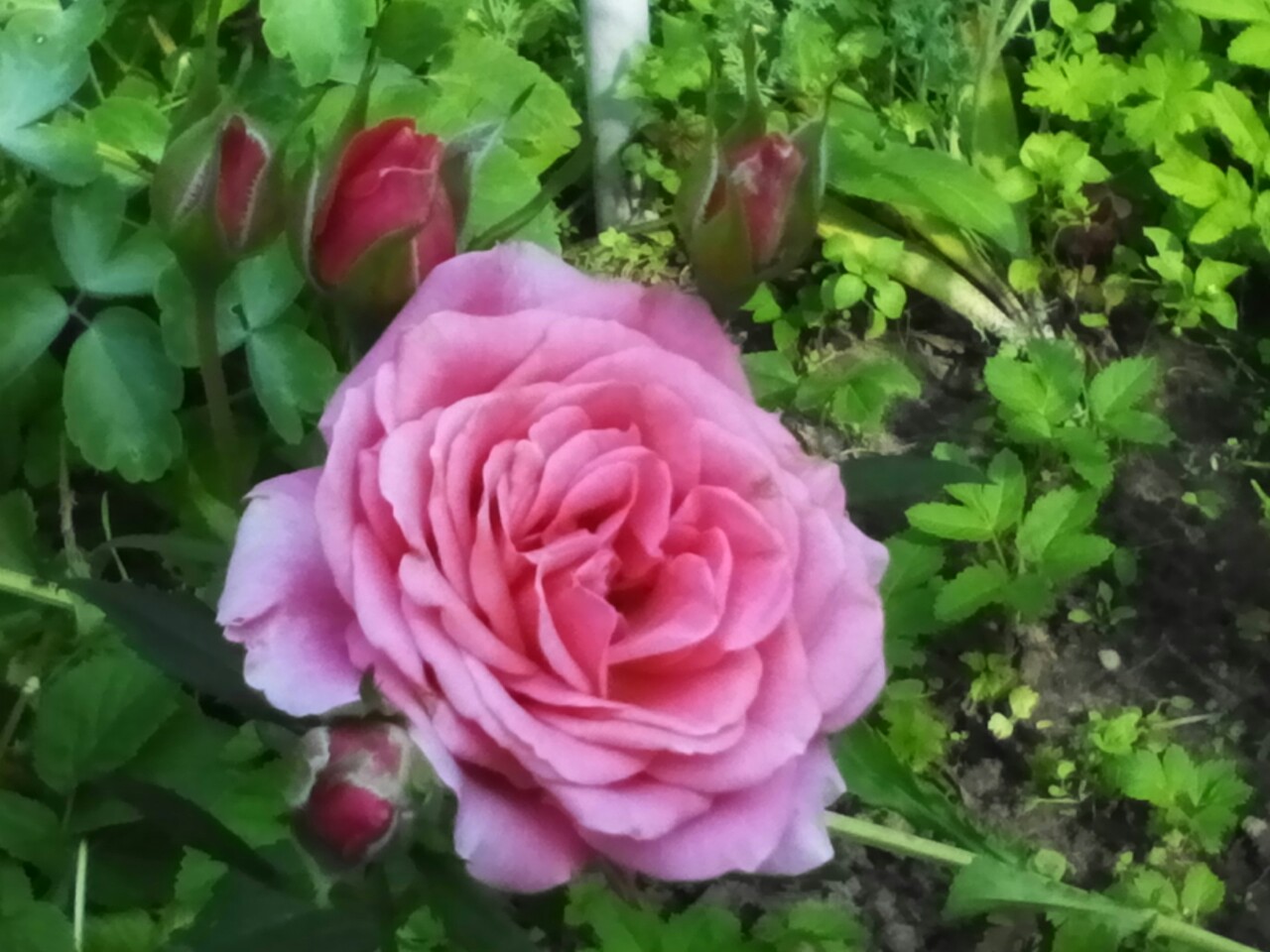 Последняя чайная роза (Анна Евгеньевна Васильева) / Стихи.ру