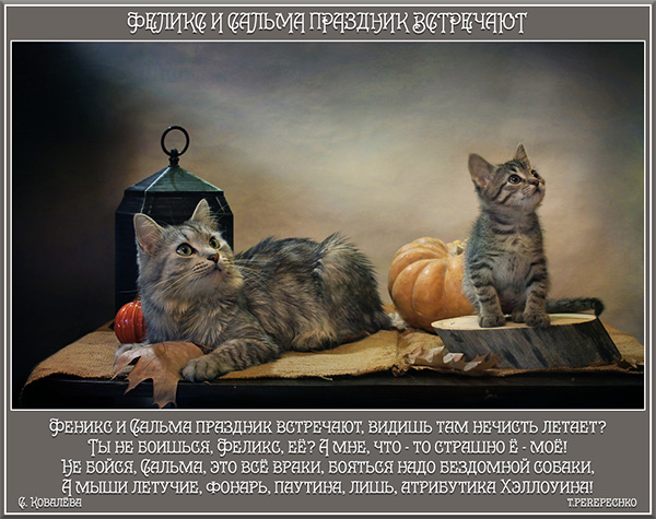 Феникс и Сальма праздник встречают