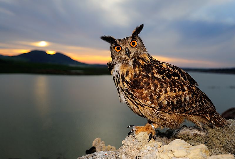 Совы красная поляна. Филин Бубо. Филин Bubo Bubo. Филин Bubo Bubo Linnaeus, 1758. Филин обыкновенный (Bubo Bubo).