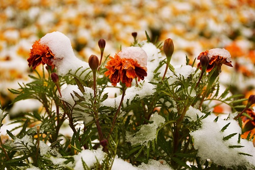 Цветы под снегом