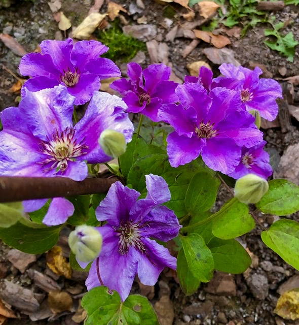 Фиолетовый - мой цвет любимый...