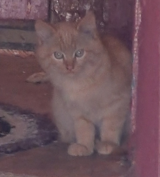 Я много видел кошечек и кошек