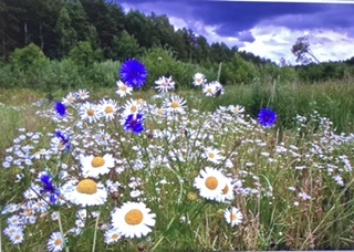 Ромашковая вьюга