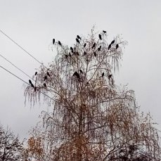 Ещё один ноябрь...