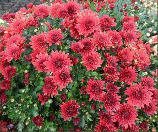 Хризантема Branopal Red ХРИЗАНТЕМА МУЛЬТИФЛОРА. Декоративноцветущие луковицы, ра