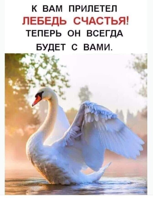 Лебединая верность (Анжелика Вавилова) / Стихи.ру