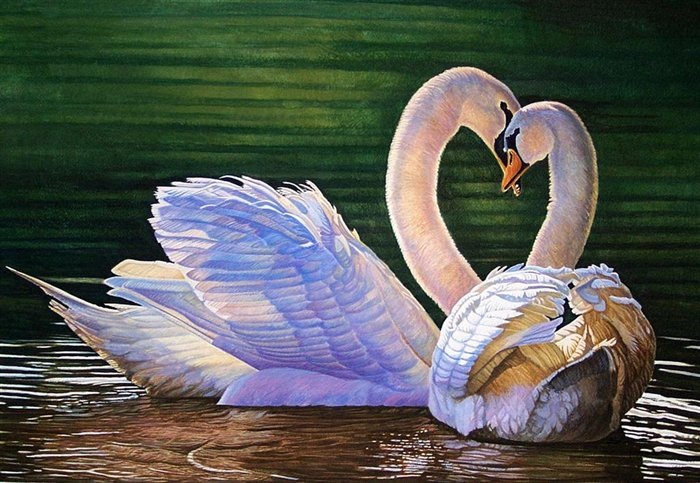 Рисунки двух лебедей