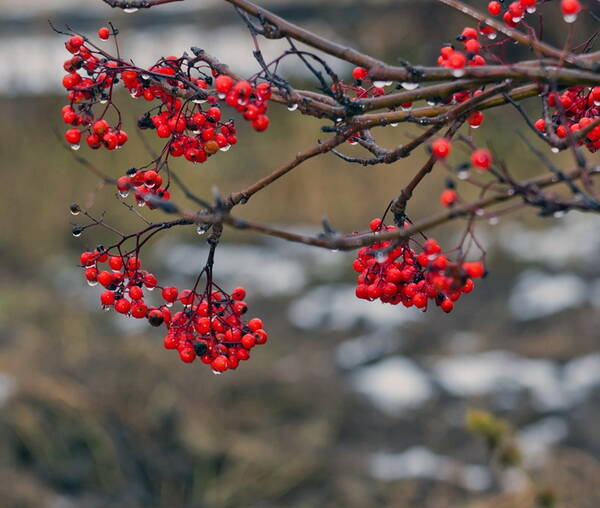 Осень пела грустно серенаду