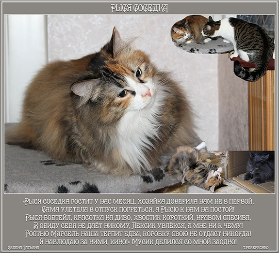 Рыся соседка