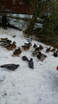 Лунный свет