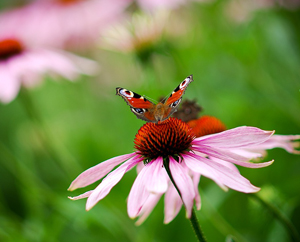 Ароматы счастья