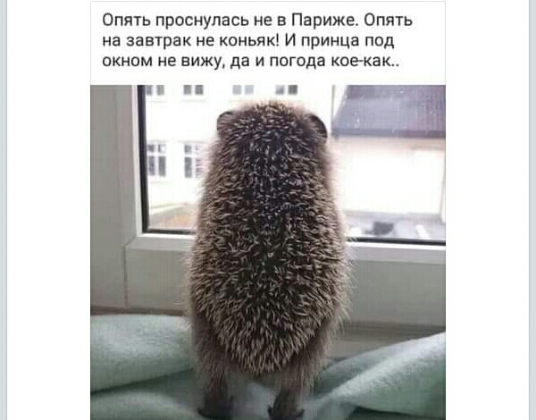 Опять проснулась не в париже опять на завтрак не коньяк картинки с надписями