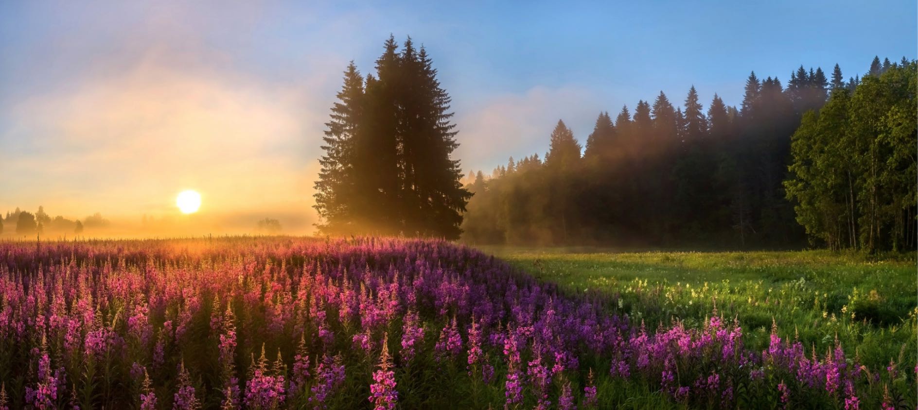 Липовое утро