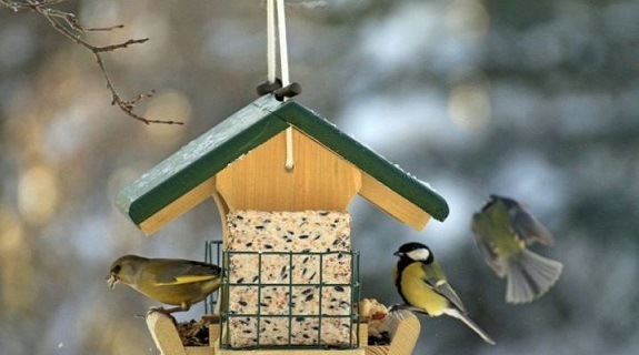 Синичья чехарда...