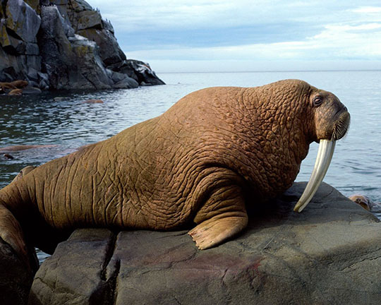 Морж. Алфавит детский. Буква М. Хищники