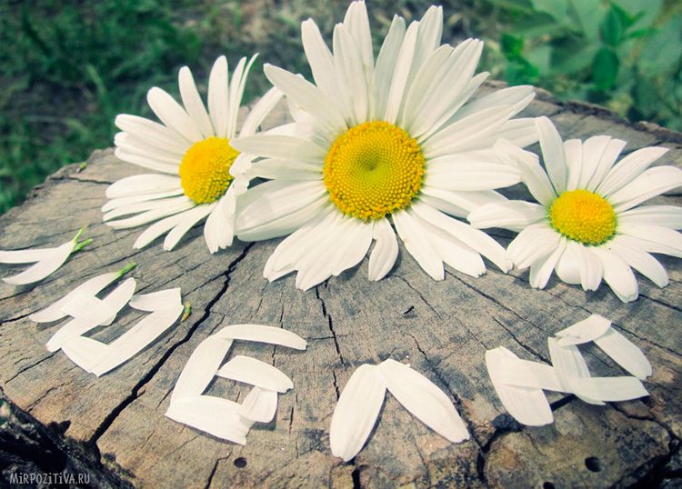 Шёпот оптимиста