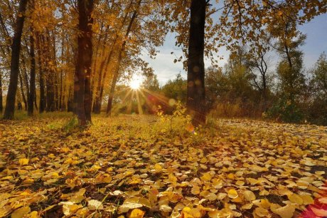 Раскинули листья деревья по свету...