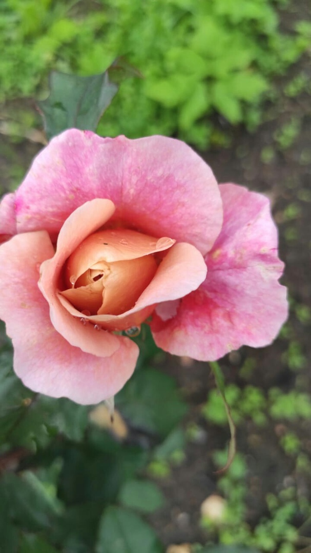 Причастие любви