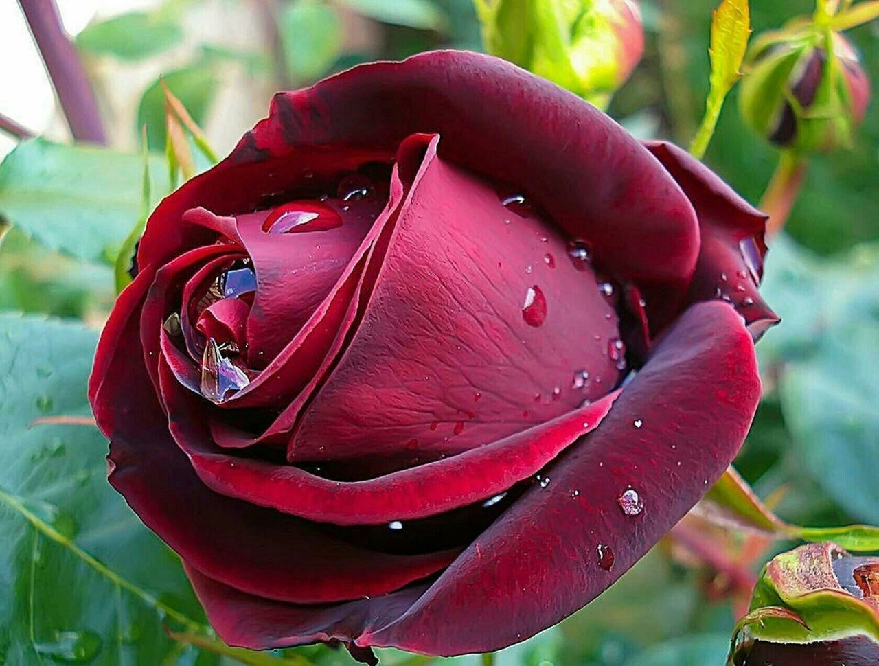 Стимуляции роз. Редкие розы. Пышные розы. Редкие сорта роз.